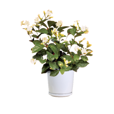 Jasmine